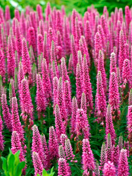 Вероника Хайдекинд (Heidekind) купить с доставкой