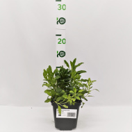 Вероника Хайдекинд (Heidekind)