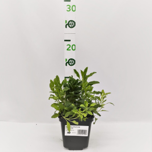 Вероника Хайдекинд (Heidekind)