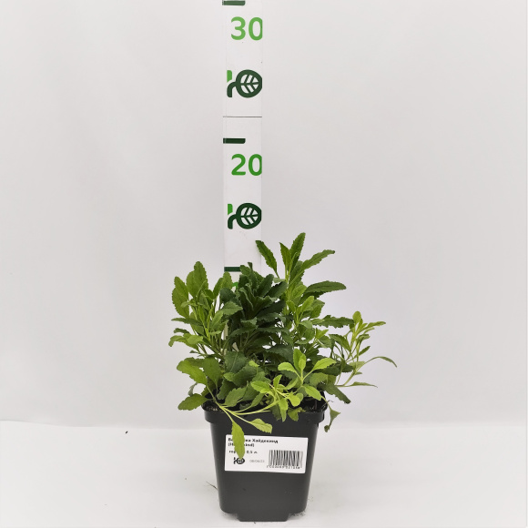 Вероника Хайдекинд (Heidekind) купить с доставкой