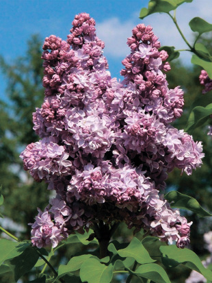 Сирень Андрюша Громов