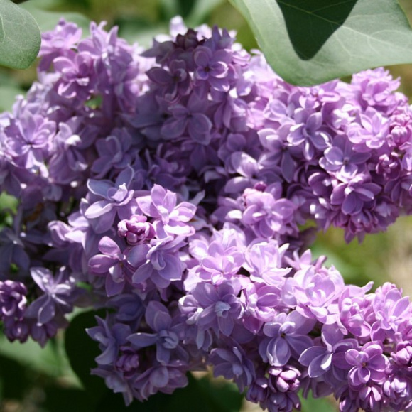 Сирень Андрюша Громов купить с доставкой Сирень Андрюша Громов купить с доставкой