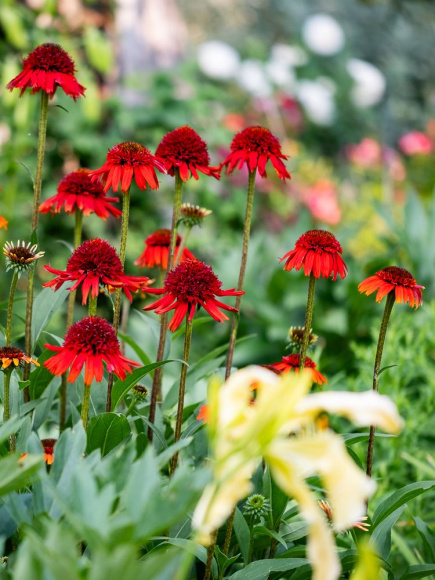 Эхинацея Свит Чили (Sweet Chili) купить с доставкой