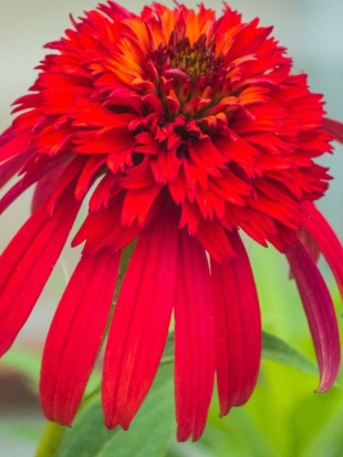 Эхинацея Свит Чили (Sweet Chili)