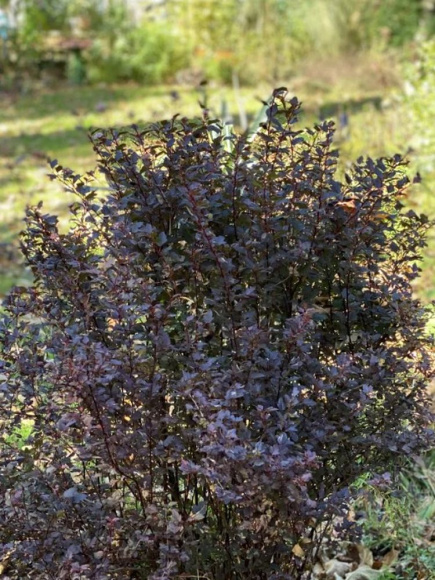 Пузыреплодник Мэджикал Свит Черри Ти (Magical Sweet Cherry Tea) купить с доставкой