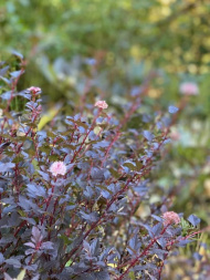 Пузыреплодник Мэджикал Свит Черри Ти (Magical Sweet Cherry Tea) Пузыреплодник Мэджикал Свит Черри Ти (Magical Sweet Cherry Tea)