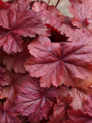 Гейхера Божоле (Beaujolais)