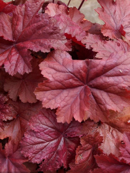 Гейхера Божоле (Beaujolais) купить с доставкой