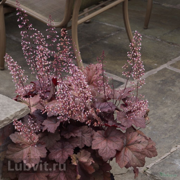 Гейхера Божоле (Beaujolais) купить с доставкой