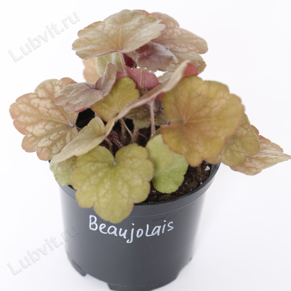 Гейхера Божоле (Beaujolais) купить с доставкой