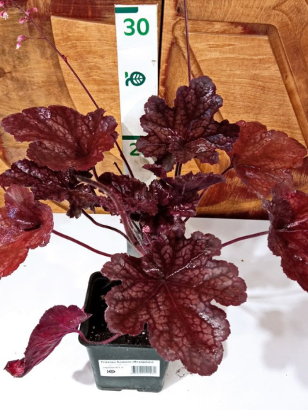 Гейхера Божоле (Beaujolais) купить с доставкой