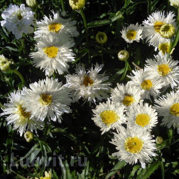 Нивяник Голдрауш (Goldrausch) купить с доставкой Нивяник Голдрауш (Goldrausch) купить с доставкой