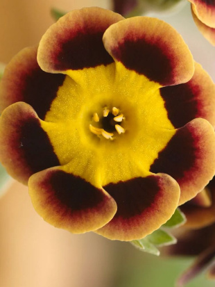 Примула Тед Робертс (Ted Roberts)