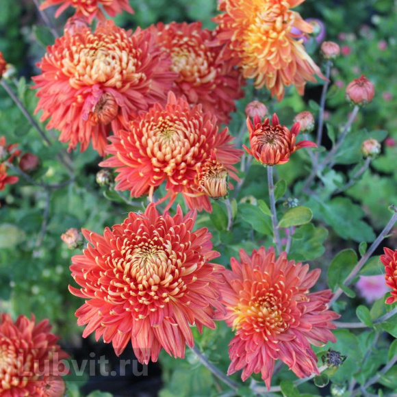 Хризантема Клеопатра купить с доставкой Хризантема Клеопатра купить с доставкой