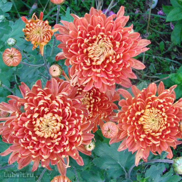 Хризантема Клеопатра купить с доставкой Хризантема Клеопатра купить с доставкой