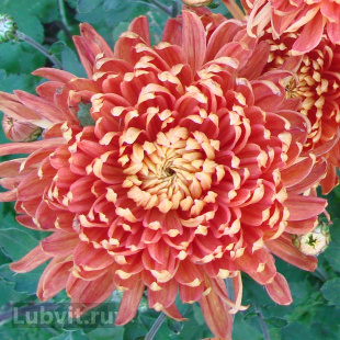 Хризантема Клеопатра