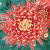 Хризантема Клеопатра купить с доставкой