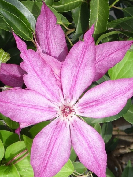 Клематис Тай (Tae) купить с доставкой