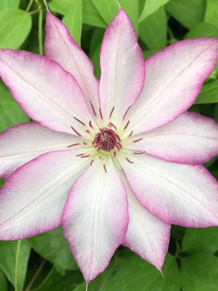 Клематис Тай (Tae)