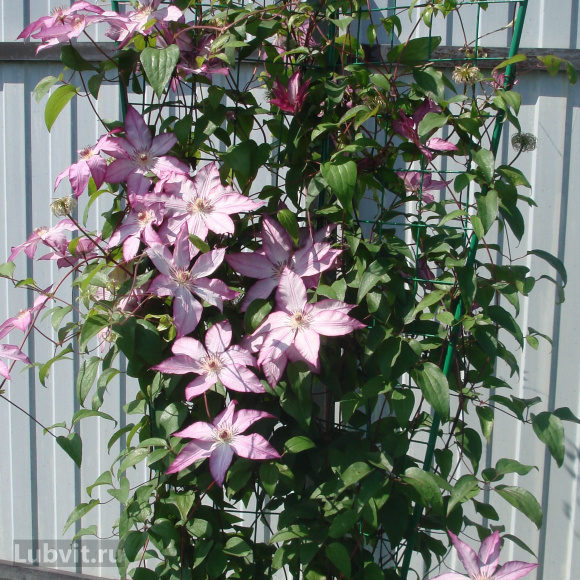 Клематис Тай (Tae) купить с доставкой Клематис Тай (Tae) купить с доставкой