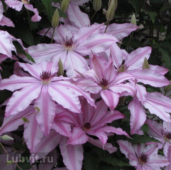 Клематис Тай (Tae) купить с доставкой Клематис Тай (Tae) купить с доставкой