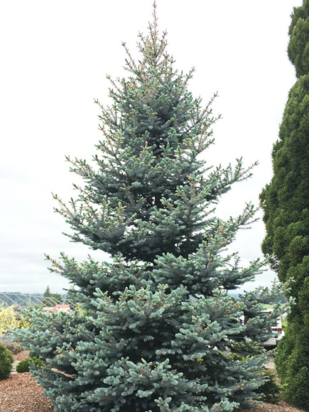 Ель Голубая Маджестик (Majestic) купить с доставкой