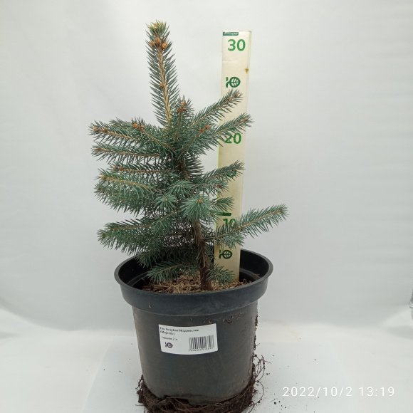 Ель Голубая Маджестик (Majestic) купить с доставкой Ель Голубая Маджестик (Majestic) купить с доставкой