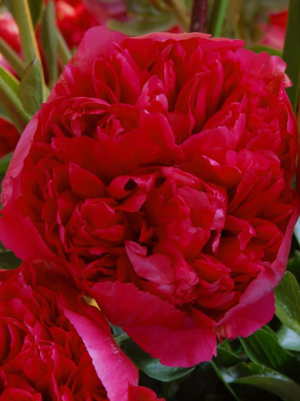 Пион Команд Перфоманс (Command Performance) купить с доставкой