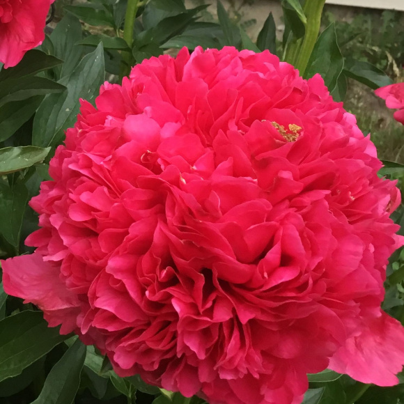 Пион Команд Перфоманс (Command Performance) купить с доставкой Пион Команд Перфоманс (Command Performance) купить с доставкой