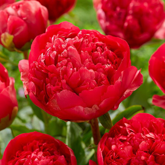 Пион Команд Перфоманс (Command Performance) купить с доставкой Пион Команд Перфоманс (Command Performance) купить с доставкой