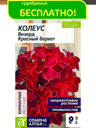 Колеус Визард Красный бархат [Семена алтая]