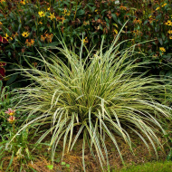 Осока Эверголд (Evergold ) Осока Эверголд (Evergold )