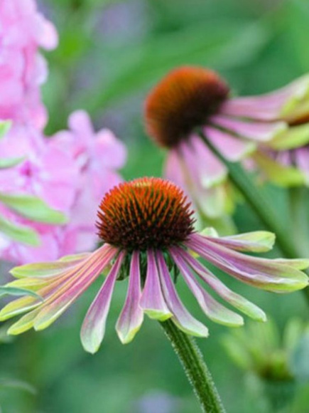 Эхинацея Грин Энви (Green Envy) купить с доставкой