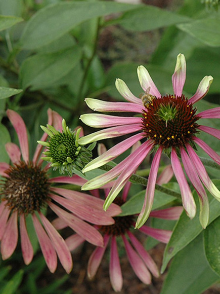 Эхинацея Грин Энви (Green Envy) купить с доставкой