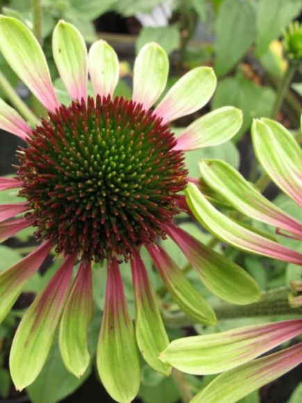 Эхинацея Грин Энви (Green Envy) купить с доставкой