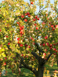 Яблоня Мельба
