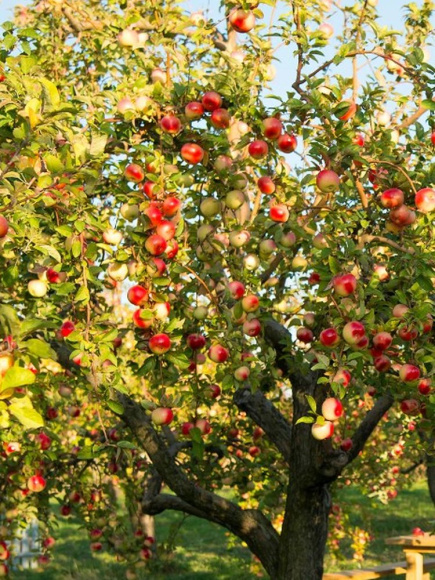 Яблоня Мельба купить с доставкой