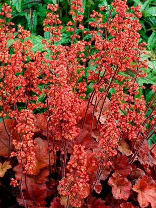 Гейхера Черри Кола (Cherry Cola)