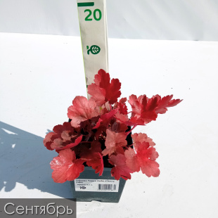 Гейхера Черри Кола (Cherry Cola)