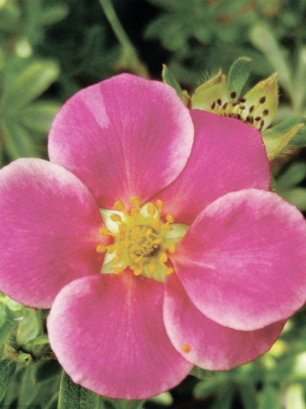 Лапчатка Пинк Парадайз (Pink Paradise) купить с доставкой