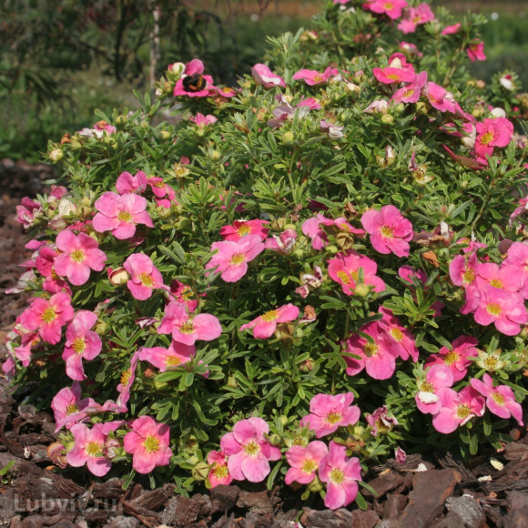 Лапчатка Пинк Парадайз (Pink Paradise) купить с доставкой Лапчатка Пинк Парадайз (Pink Paradise) купить с доставкой