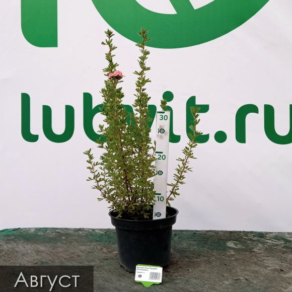 Лапчатка Пинк Парадайз (Pink Paradise) купить с доставкой Лапчатка Пинк Парадайз (Pink Paradise) купить с доставкой