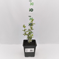 Лапчатка Пинк Парадайз (Pink Paradise)