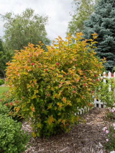 Пузыреплодник Эмбер Джубили (Amber Jubilee) купить с доставкой