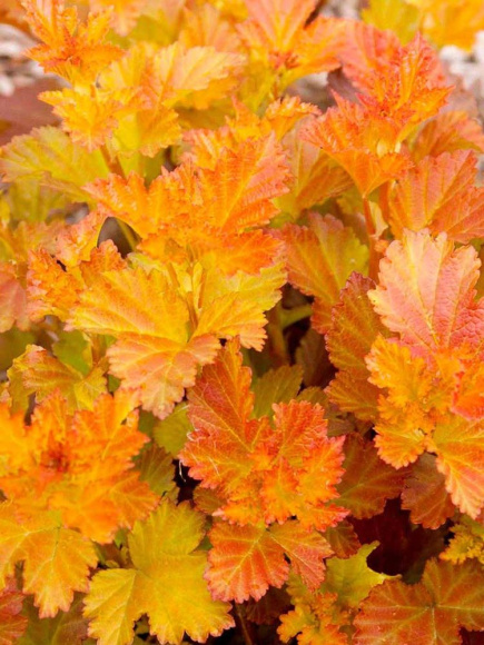 Пузыреплодник Эмбер Джубили (Amber Jubilee) купить с доставкой