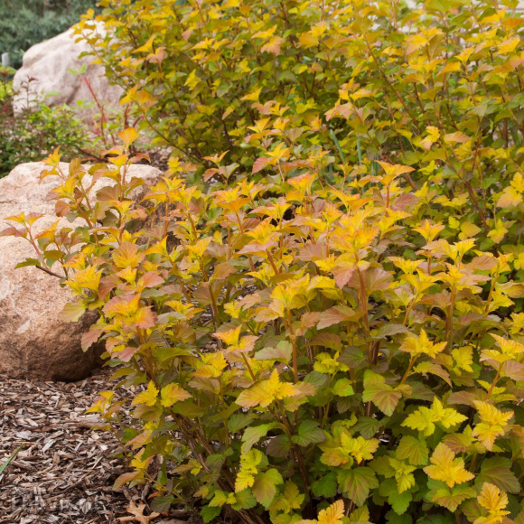 Пузыреплодник Эмбер Джубили (Amber Jubilee) купить с доставкой Пузыреплодник Эмбер Джубили (Amber Jubilee) купить с доставкой