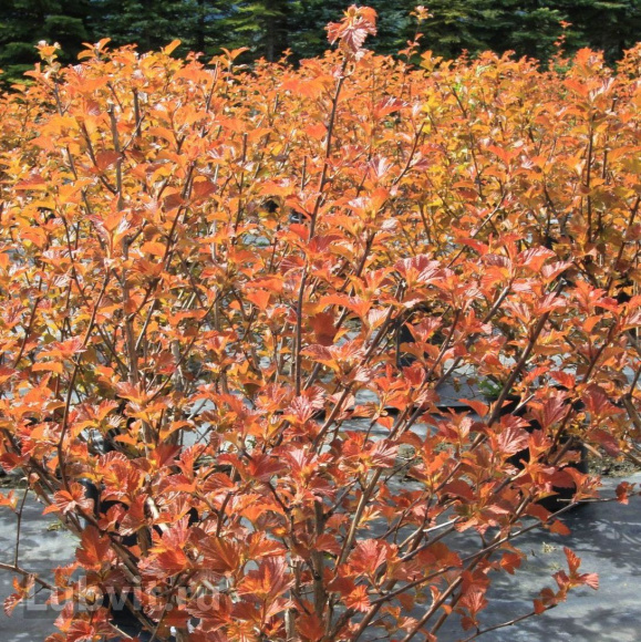 Пузыреплодник Эмбер Джубили (Amber Jubilee) купить с доставкой Пузыреплодник Эмбер Джубили (Amber Jubilee) купить с доставкой