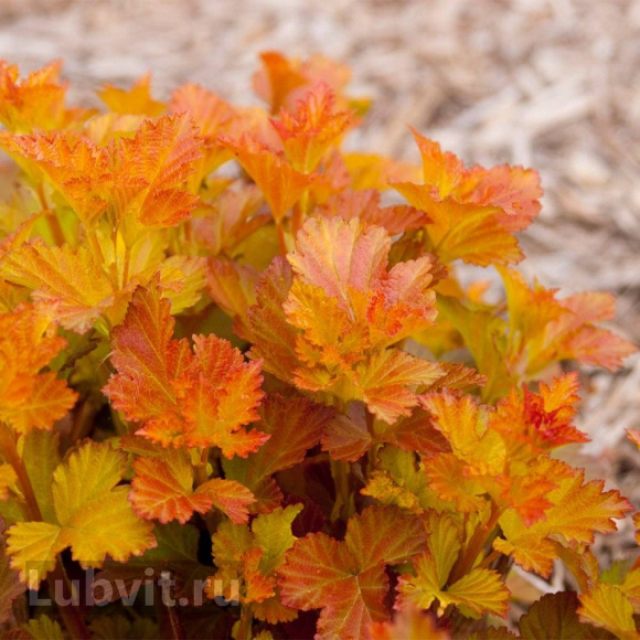 Пузыреплодник Эмбер Джубили (Amber Jubilee) купить с доставкой Пузыреплодник Эмбер Джубили (Amber Jubilee) купить с доставкой