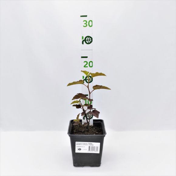 Пузыреплодник Эмбер Джубили (Amber Jubilee) купить с доставкой Пузыреплодник Эмбер Джубили (Amber Jubilee) купить с доставкой