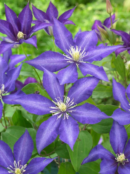 Клематис Даниэль Деронда (Daniel Deronda) купить с доставкой